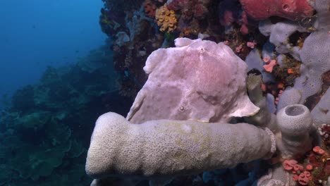 white giant frogfish sitting on grey sponge on colorful coral reef