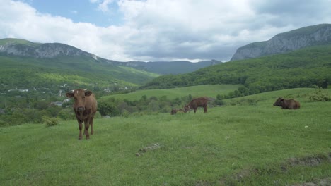 cow grazing on mountain pasture