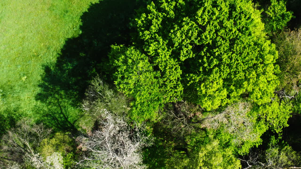 Vista aerea delle cime degli alberi e prati di un verde vivace vicino a Siloam Springs, in Arkansas.
