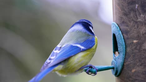 4K-Slow-motion-shot-of-birds-landing-on-a-bird-feeder-and-eating-seeds-from-up-close