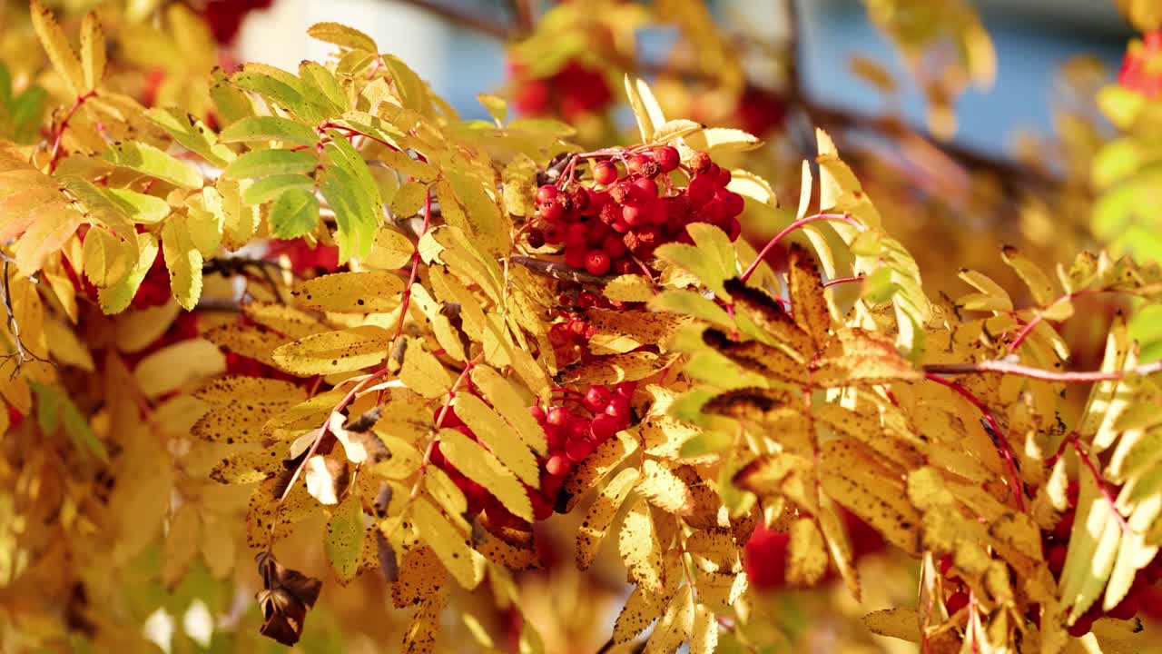 Yellow autumn leaves and clusters of red berries gently sway in sunlight, captured in a close-up shot with shallow depth of field and natural movement