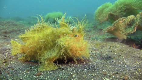 Hairy-frogfish-on-sandy-bottom,-corals-of-matching-color-and-structure-in-background