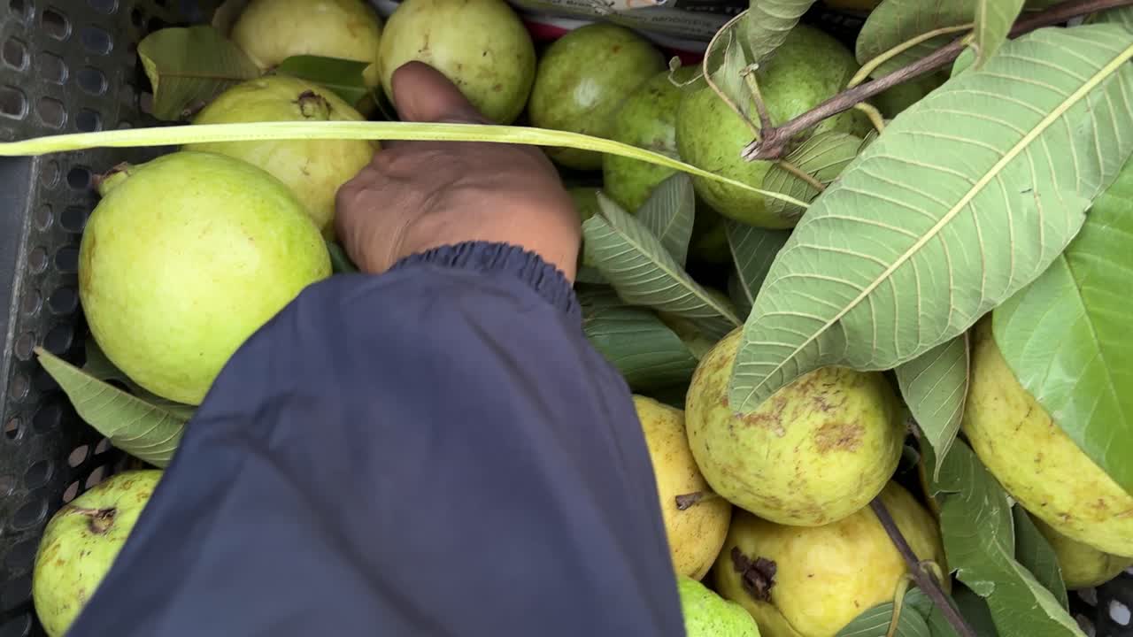 Mano che tiene in mano un frutto di guava fresco in una cassa del mercato locale