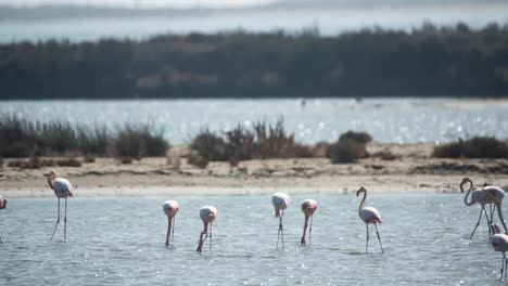 Flamencos-Delta-12