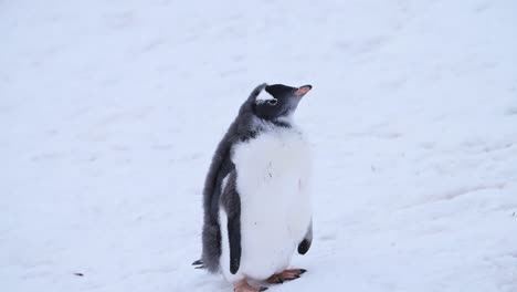 Niedliches-Junges-Pinguinküken-Im-Tier--Und-Wildtierurlaub-Auf-Der-Antarktischen-Halbinsel,-Nahaufnahme-Eines-Porträts-Von-Eselspinguinbabys-Im-Winterschnee-Und-In-Der-Schneebedeckten,-Eisigen-Kolonie