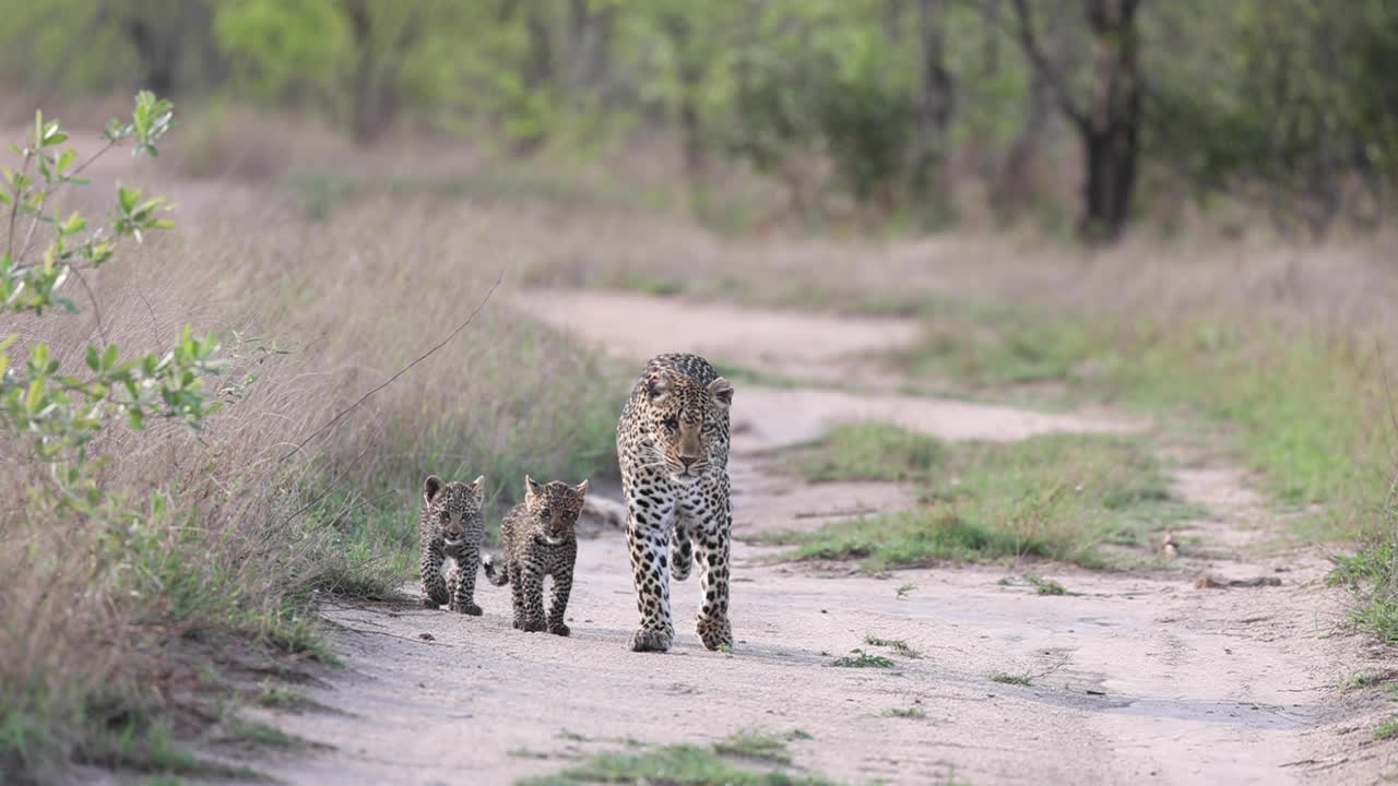 Wide shot of a female leopard and her two tiny cubs walking in the road towards the camera, Greater Kruger