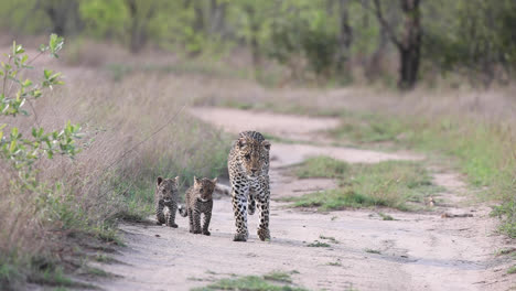 toma amplia de una hembra de leopardo y sus dos pequeños cachorros caminando por la carretera hacia la cámara, mayor kruger