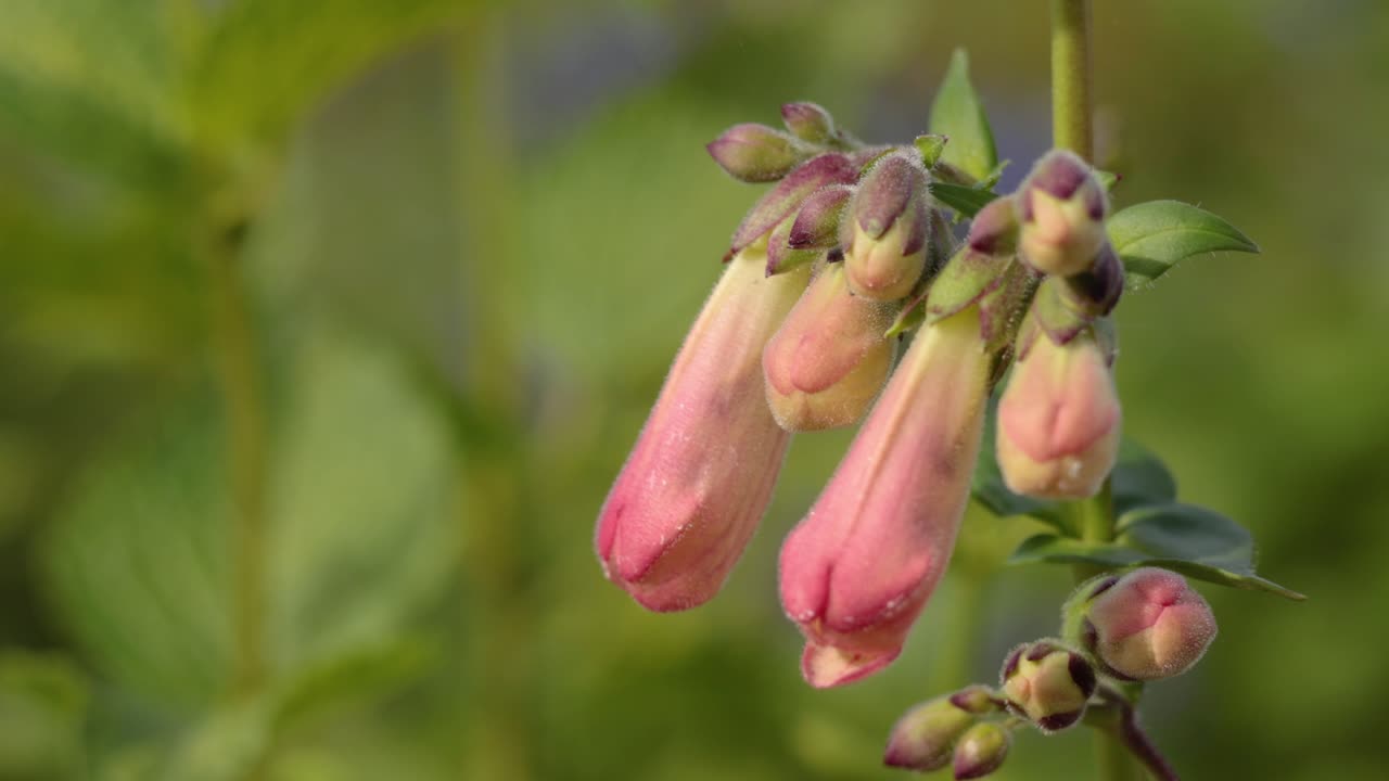 las flores rosadas de penstemon se mueven suavemente en la brisa