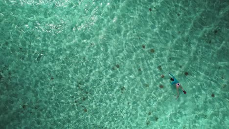 Person-snorkeling-in-clear-turquoise-water-among-starfish,-aerial-view