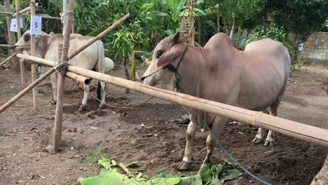 cows are ready to be slaughtered and sacrificed during the eid al-adha