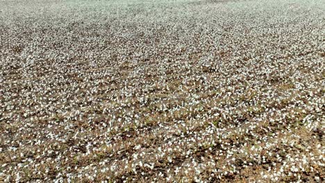 campo de algodón y plantas cerca de montgomery alabama