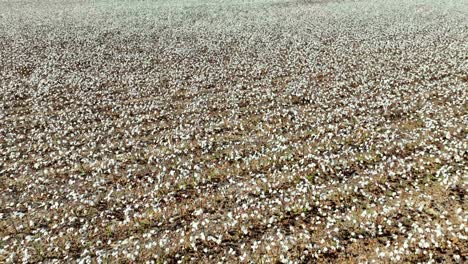 cotton field and plants near montgomery alabama