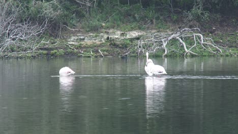 tres grandes flamencos se alimentan mientras caminan por aguas poco profundas