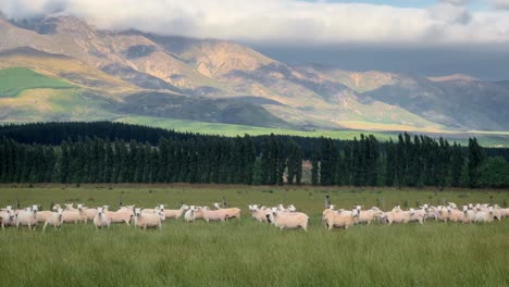 Large-herd-of-sheep-in-front-of-majestic-mountain-range-at-sunset