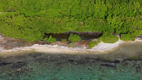 crystal clear caribbean ocean water crashes on rocky beach covered with mangroves