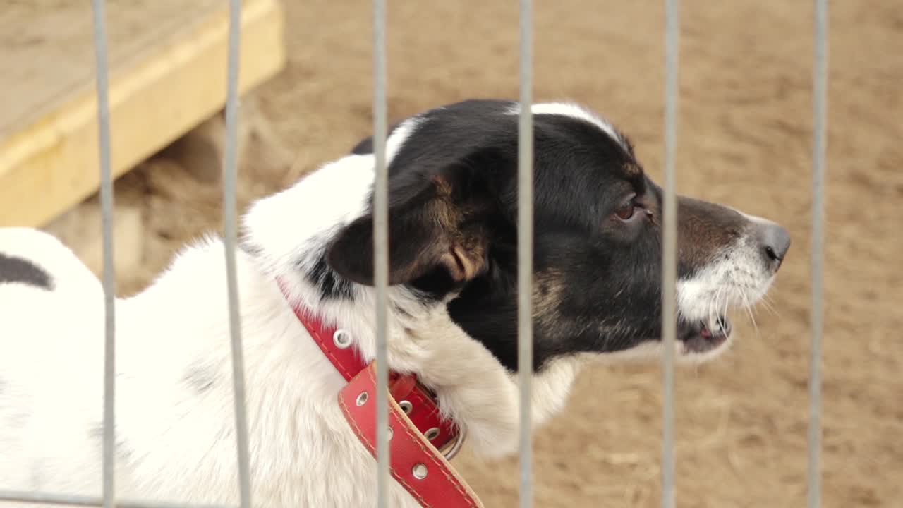 A lonely dog sits behind a wire fence in a cage, looking out. The setting appears to be an animal shelter or kennel, evoking feelings of abandonment and hope for adoption.