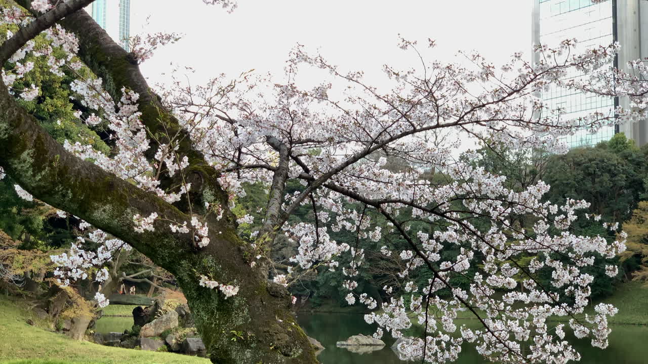 escena mágica de un cerezo en flor en la orilla del lago del jardín botánico de koishikawa