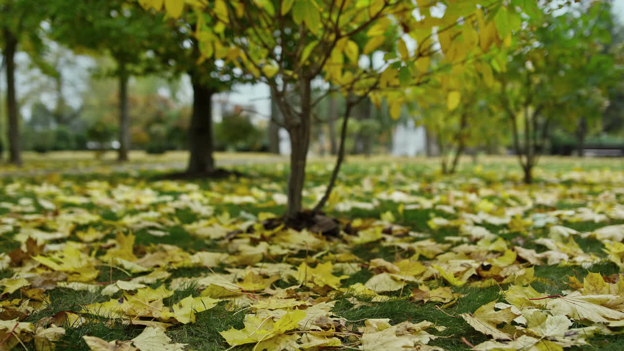 hojas amarillas en primer plano en el suelo. hierba verde bajo follaje dorado.