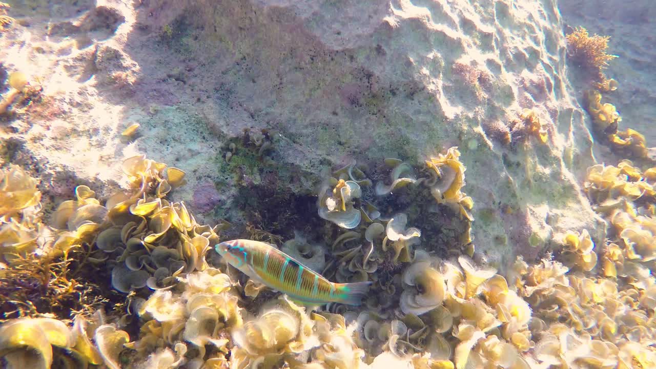 그의 여행에 작은 물고기를 따라