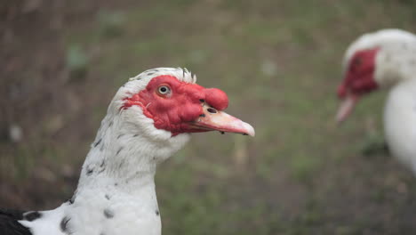 close up domesticated red-faced muscovy ducks at a farm