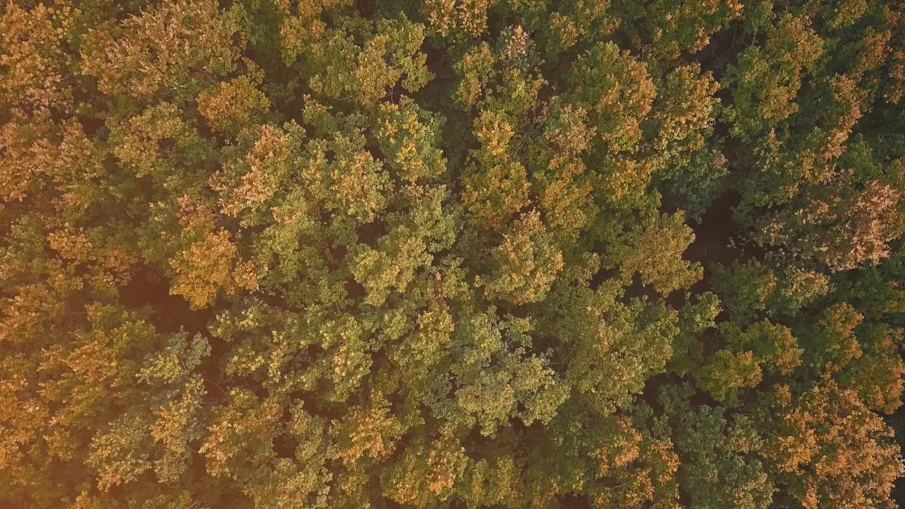 Epic forest top-view seen from drone and changing color from green to gold.