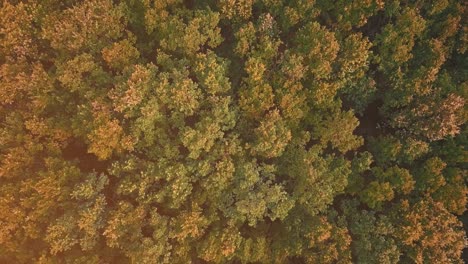 epic forest top-view seen from drone and changing color from green to gold.