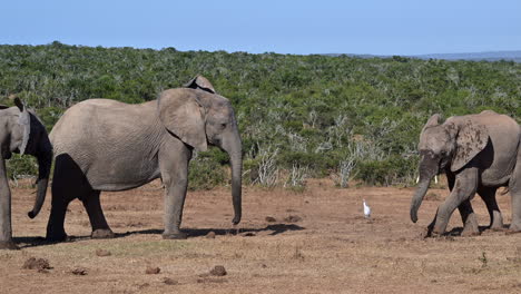 Afrikanischer-Elefant,-Einer-Geht-Rückwärts-Von-Zwei-Anderen-Weg