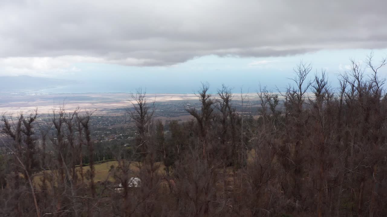 Rising aerial shot flying over dry trees overlooking Kahului from the upcountry of Maui, Hawai'i
