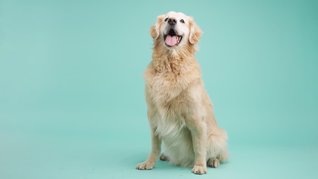 골든 리트리버 앉아