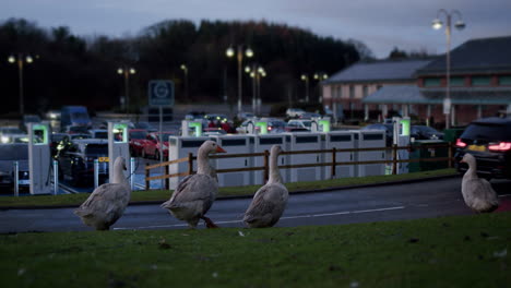 Gaggle-of-geese-outside-next-to-road-and-car-park-in-evening-light