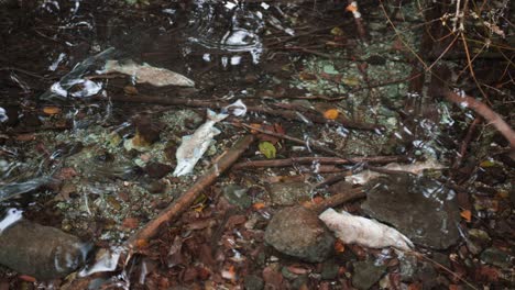 Salmon-in-river,-other-fish-dead-and-rotting,-salmon-swimming-by-under-water-at-end-of-life-cycle-in-pacific-northwest