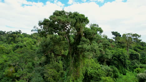la belleza y la grandeza del árbol de palma