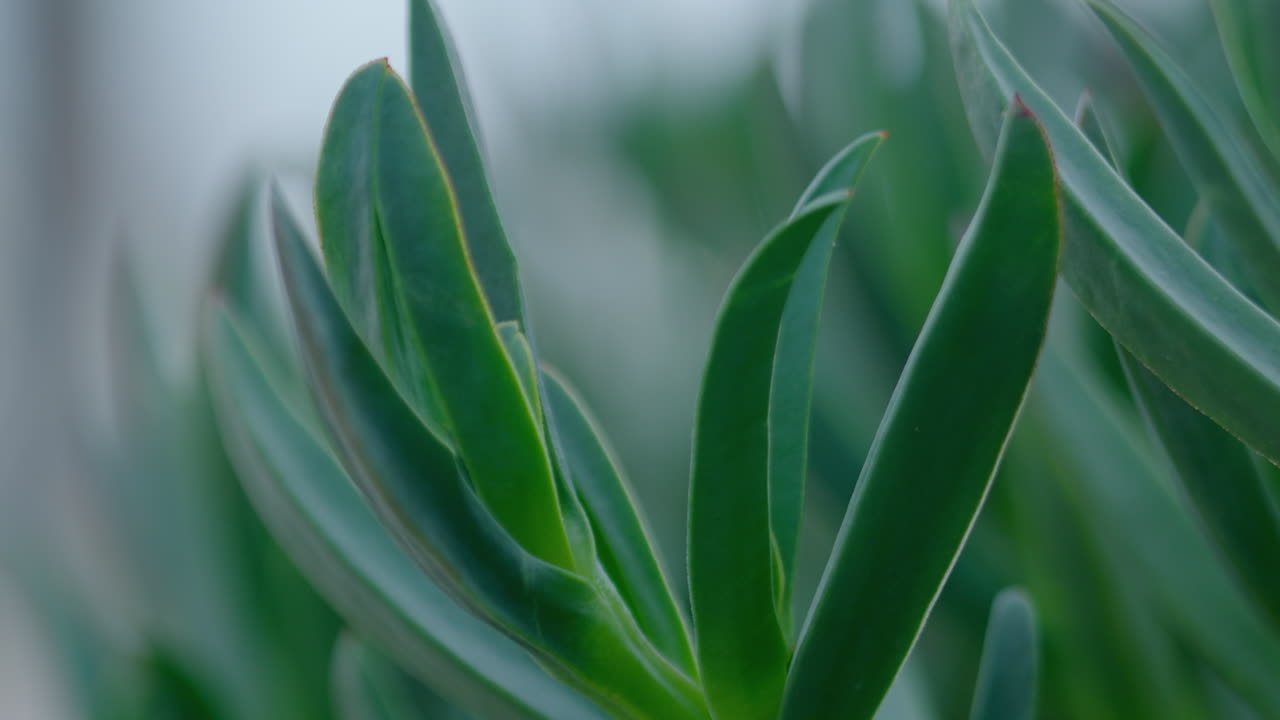 Some green leaves of a plant.