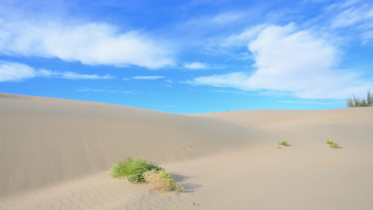 A symbol of resilience, a lone green plant survives and thrives in the harsh conditions of a Mongolian sand dune. A testament to life's persistence against the odds under a vast, clear blue sky