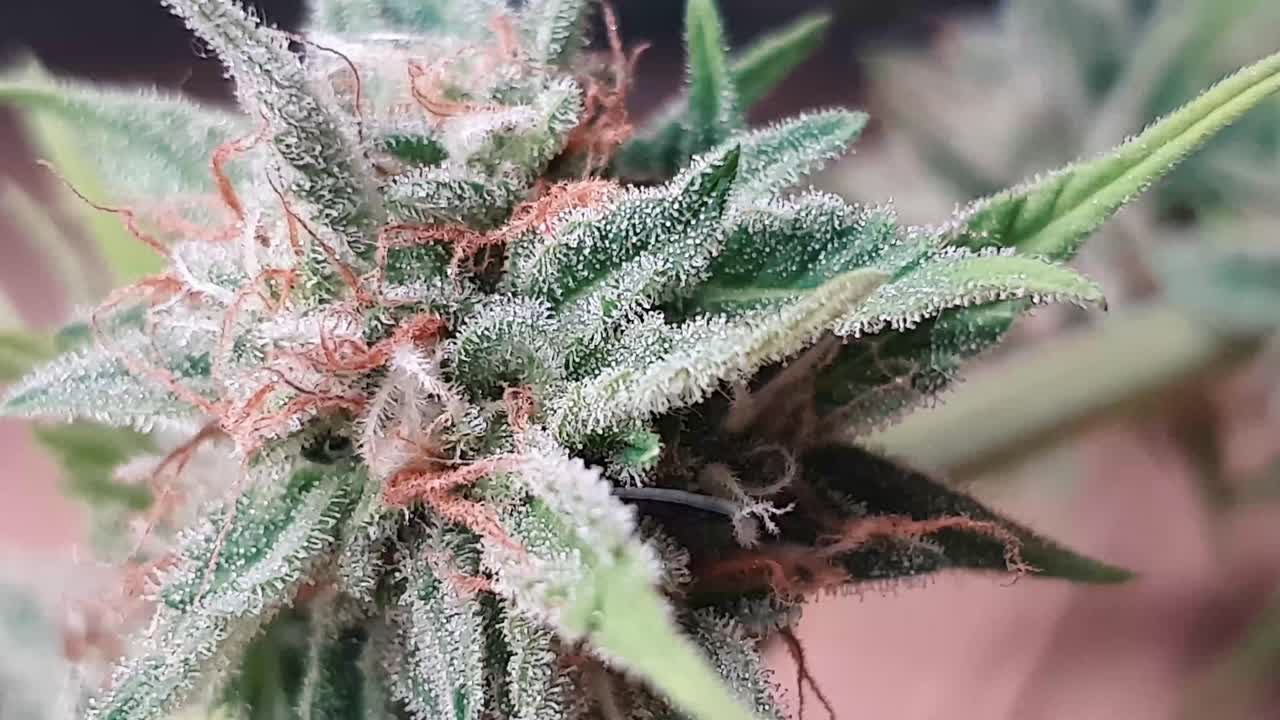 아름다운 의료 마리화나 새싹, 매크로 샷