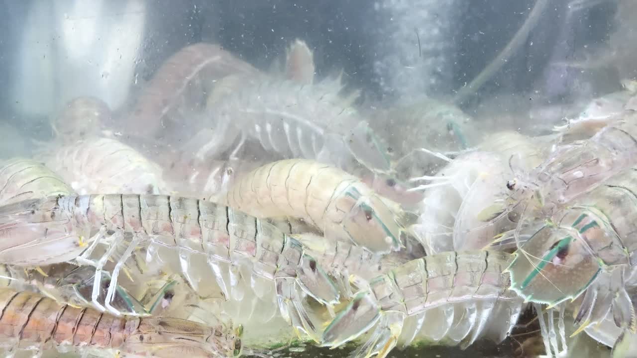 Numerous live mantis shrimp crowd together in a brightly lit seafood market aquarium tank