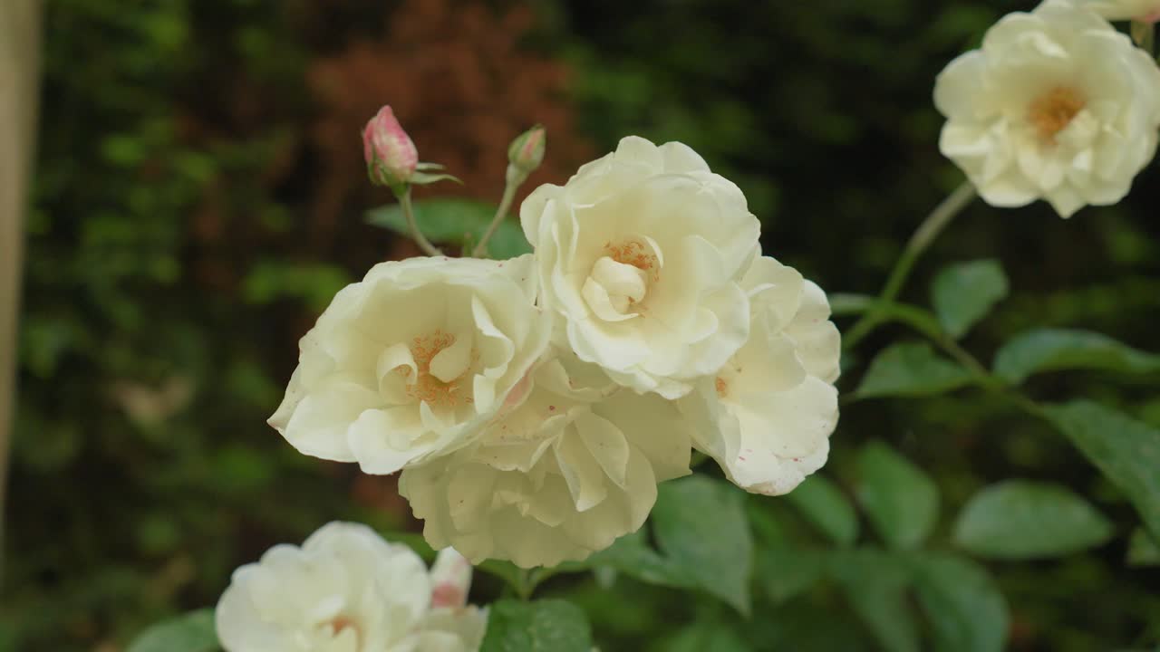 establishing shot of a collection of beautiful white roses in a garden
