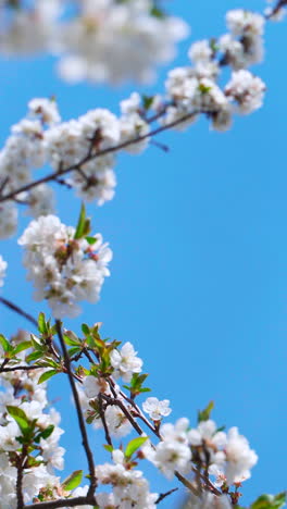 cherry branches with white flowers sway from the wind. vertical video