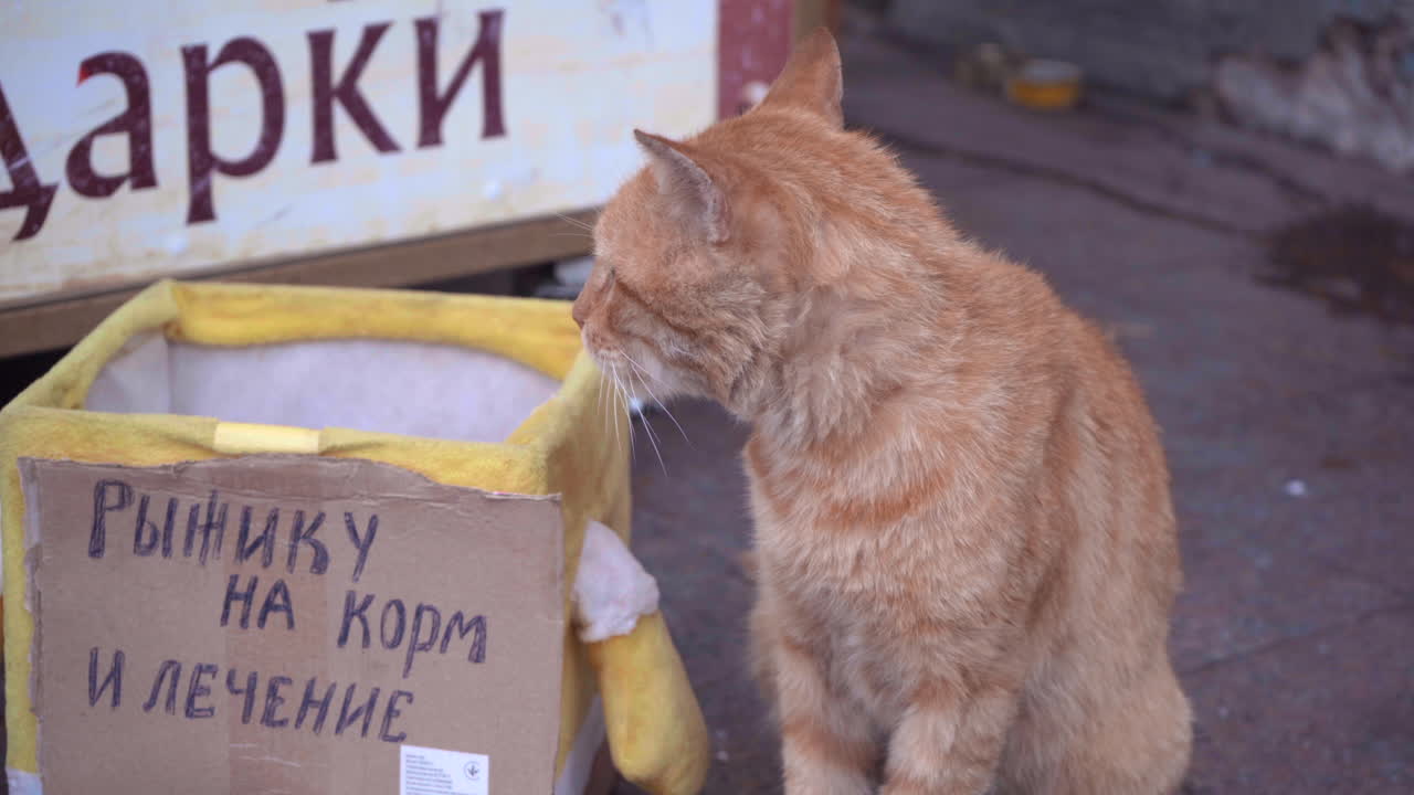 Kucing liar tua yang pemarah meminta ikan dan perawatan di jalanan