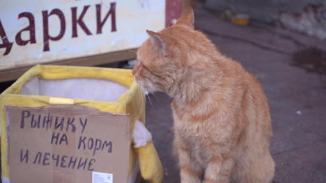 grumpy old stray cat begging for fish and treatment on the street