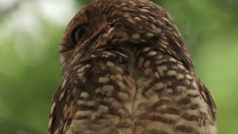 Burrowing-owl-moving-and-twisting-head-to-the-sides-with-very-flexible-neck-in-slow-motion