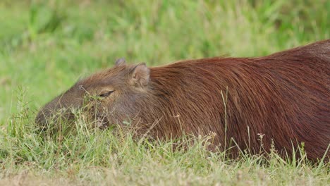 close-up-on-adult-Capybara,-Hydrochoerus-hydrochaeris,-eating-grass-quietly-on-the-ground
