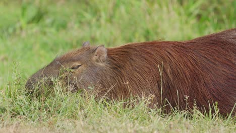 close up on adult capybara, hydrochoerus hydrochaeris, eating grass quietly on the ground