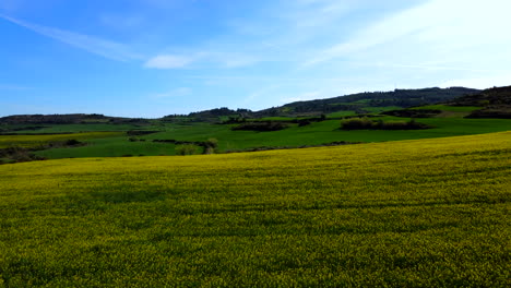 vista aérea de flores amarillas en un prado español