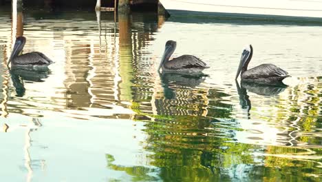 breeding adult atlantic brown pelican with two junveniles float in canal in florida keys