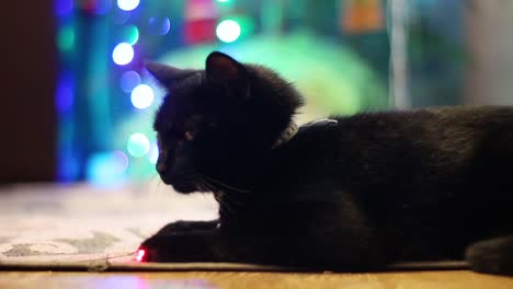 gato negro tirado en una alfombra al lado de un árbol de navidad parpadeante-2