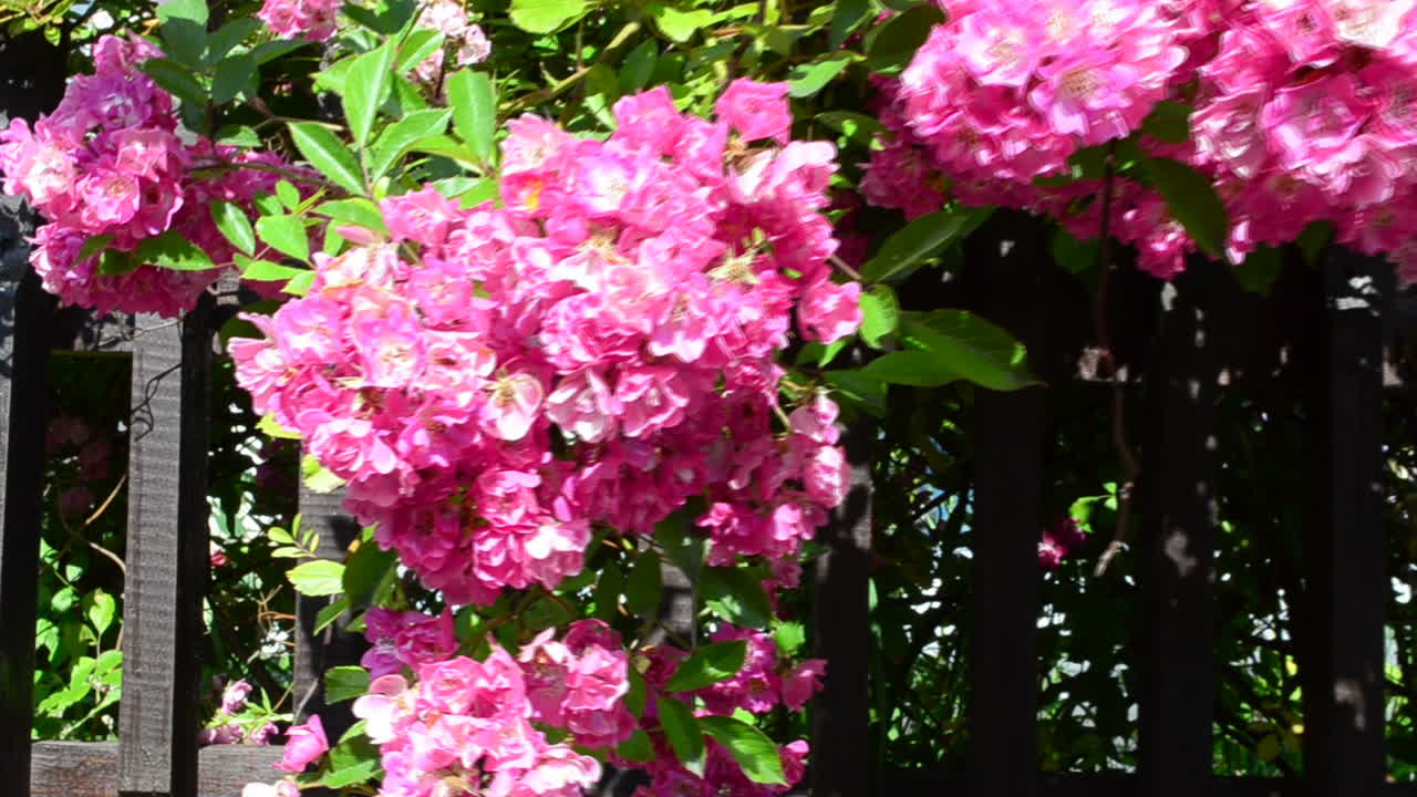 Roses on a fence. Shooting in the summer, flowers