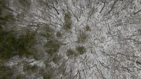 overhead view of winter forest of neills bluff in washington county, arkansas, united states