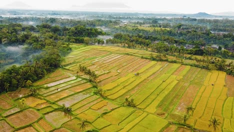 Beautiful-cinematic-Ubud,-Bali-drone-footage-with-exotic-rice-terrace,-small-farms-and-agroforestry-plantation