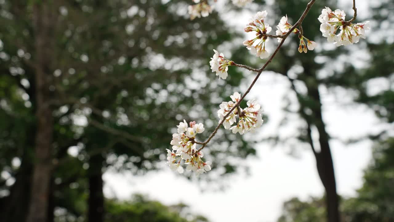 Yoshino cherry tree hanging down